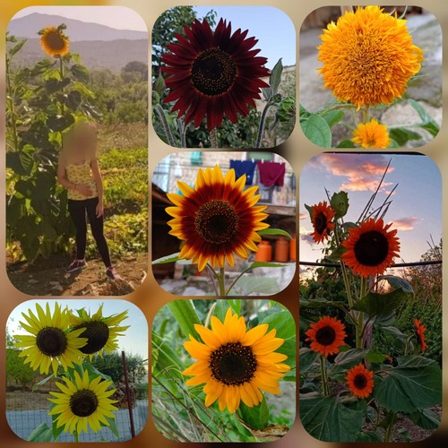 Mix semi girasole - mix,